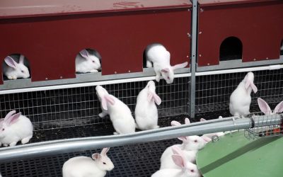 rauchzeichen_cher-royal_03