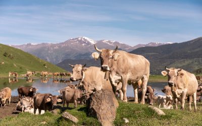 rauchzeichen_pyrina_01