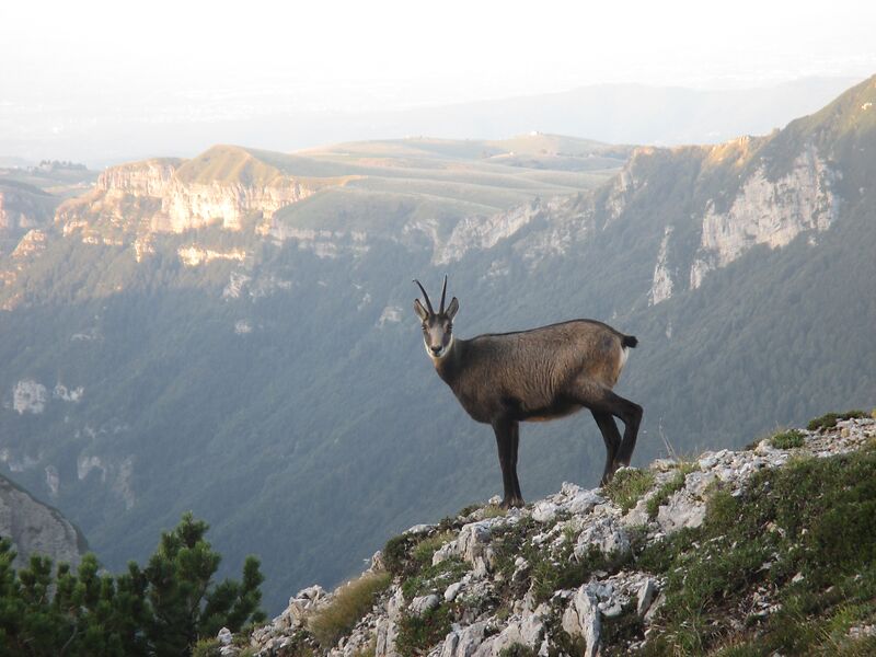 Chamois,In,Mount,Carega,,Dolomites,,Trentino,,Italy